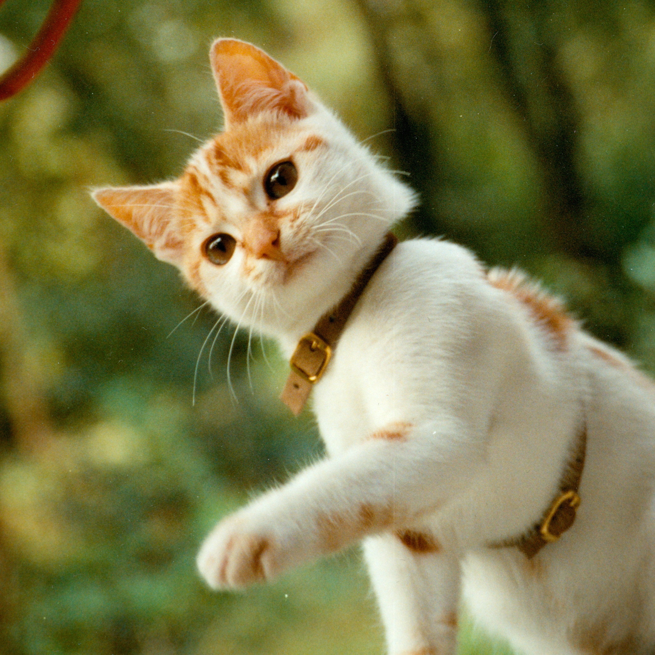 Gypsy-2002-CROP03