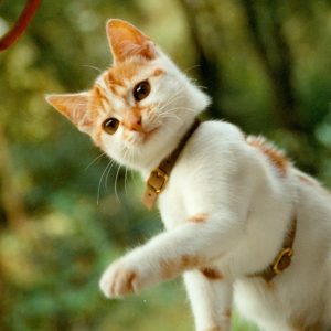 Gypsy-2002-CROP05