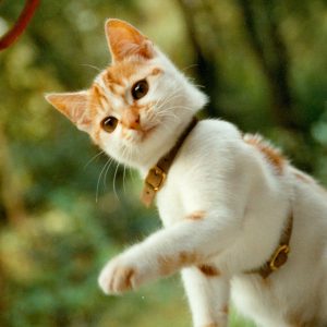 Gypsy-2002-CROP06
